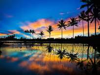 palm trees at sunset